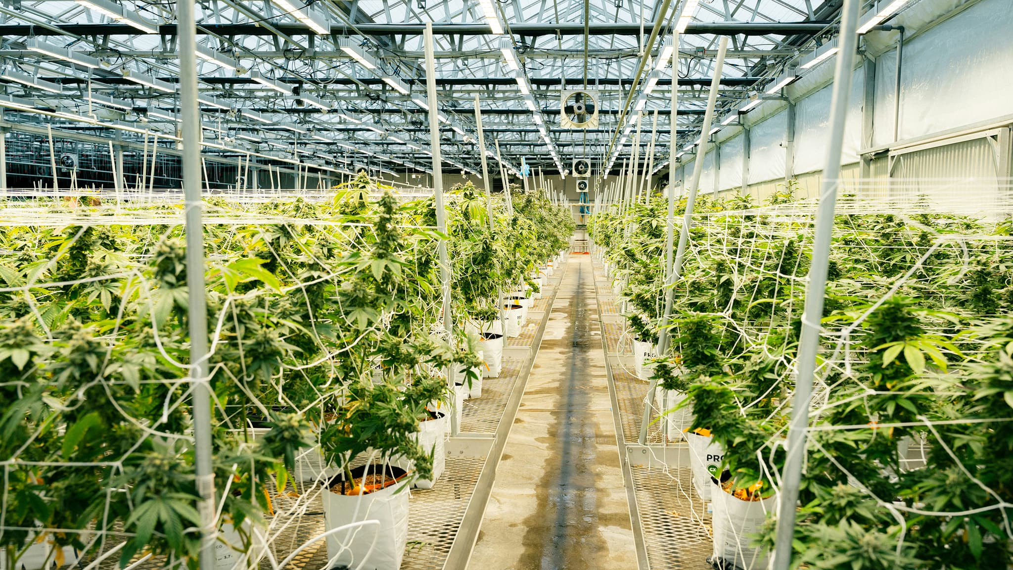 Smoking Panda Farms