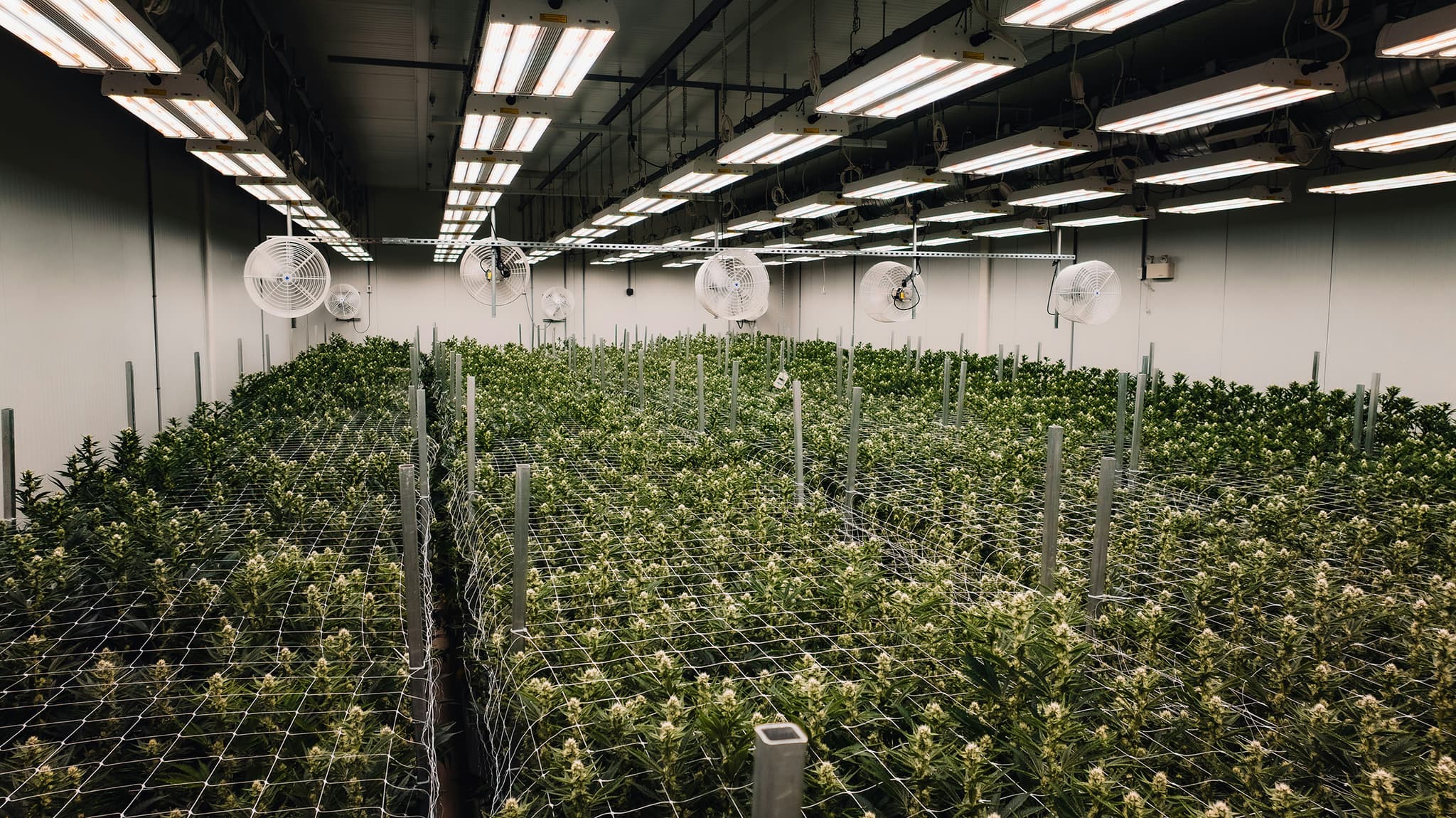 Smoking Panda Farms