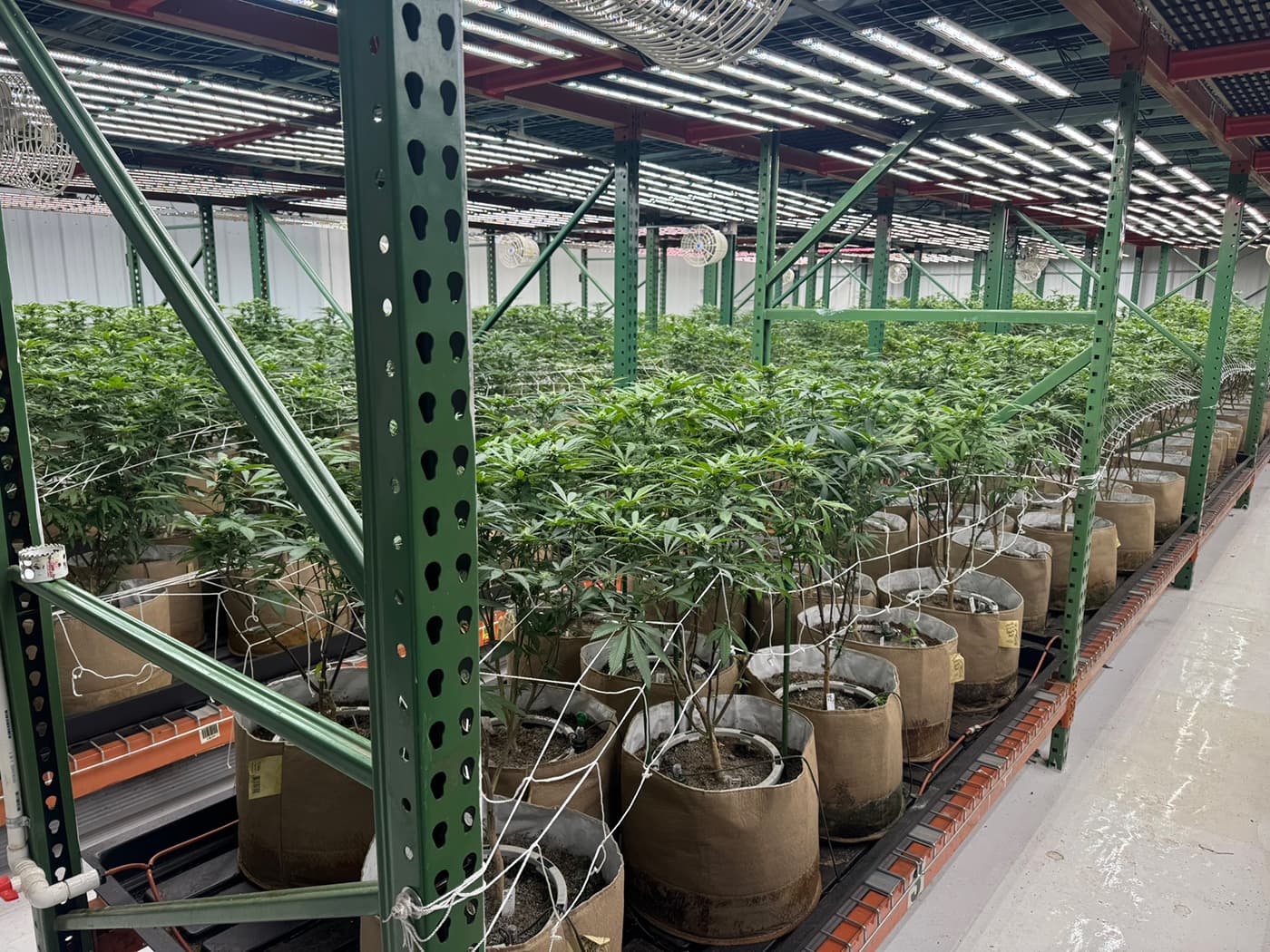 Smoking Panda Farms