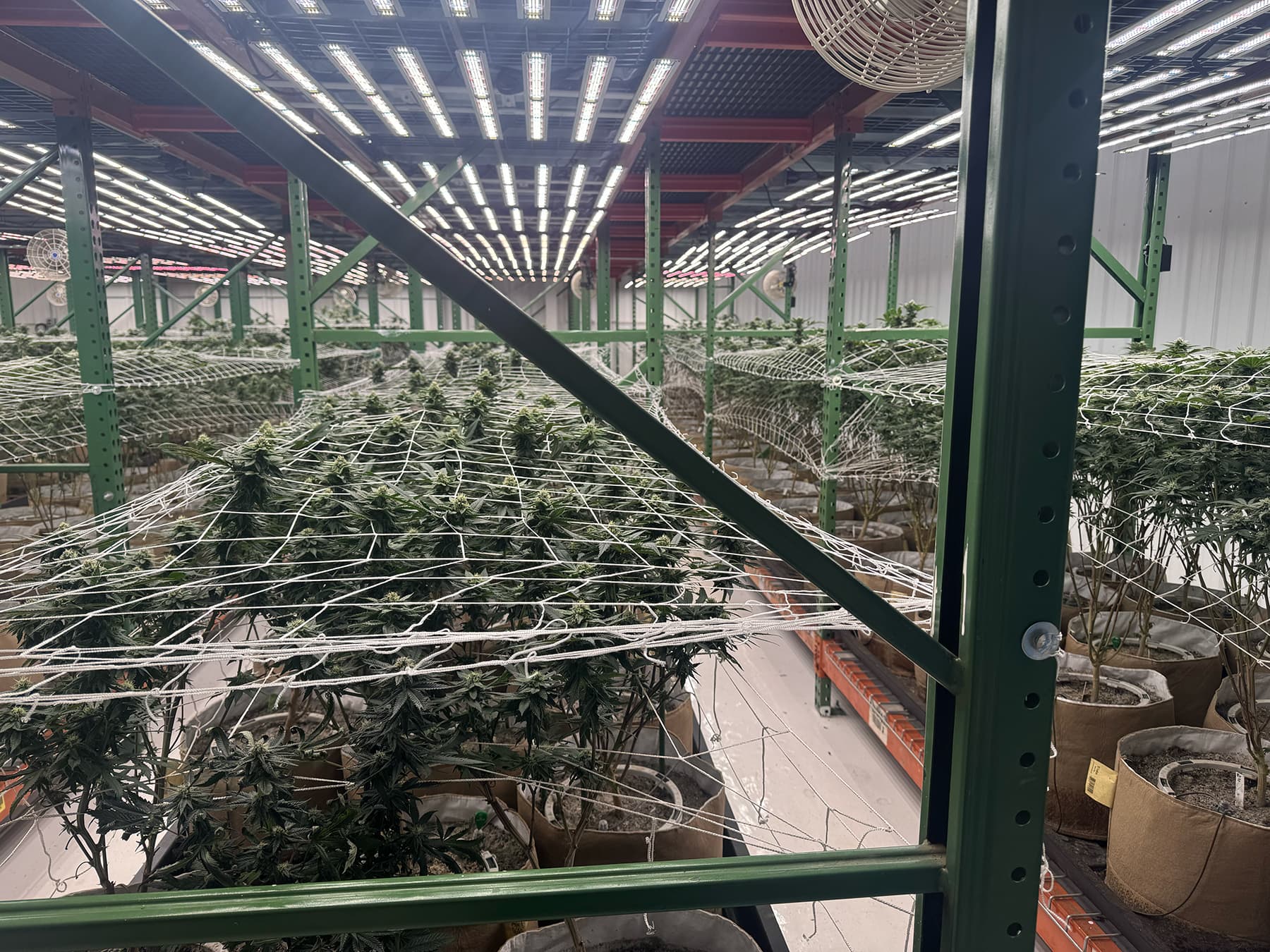 Smoking Panda Farms